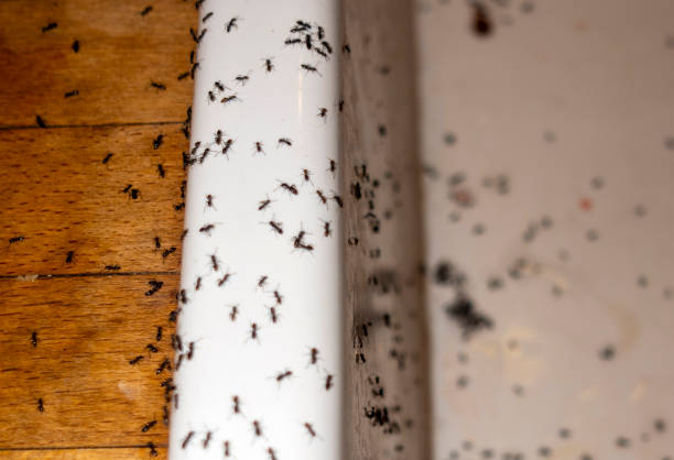 Best Bed Bug Extermination  in Adrian, MN